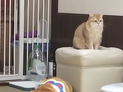 -逗柴咖啡屋·狗咖猫咖宠物桌游