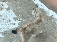 -青藏高原野生动物园