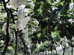 -白鹿原葡萄主题公园