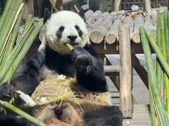-栾川竹海野生动物园