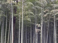 -杭州植物园