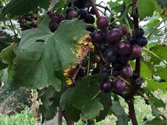 -南汇老顾农家乐采摘大团水蜜桃采摘店