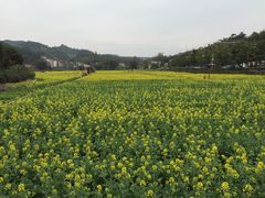 -红山村