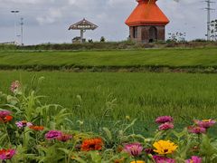 -杭州湾海上花田景区