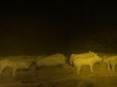 -汉景帝阳陵博物院