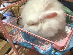-猫色咖啡·猫咖