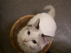 -猫色咖啡·猫咖