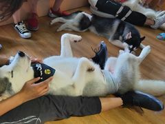 -Husky Go! 哈士奇体验馆·宠物咖啡厅狗咖