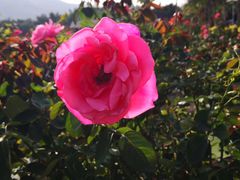 -亚龙湾国际玫瑰谷