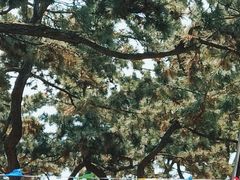 -青岛第三海水浴场