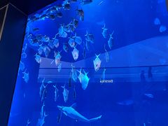 -迪拜水族馆及水下动物园