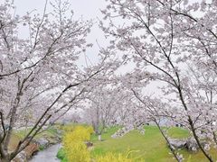 -羊山湖公园