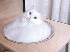 -momokira米努特·德文卷毛猫·棉花面纱犬