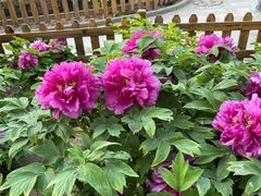 -莲花池公园