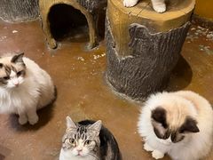 -猫猫幼稚园·撸猫·桌游·电玩
