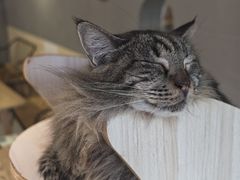 -豆逗聊愈猫阁Easy Life