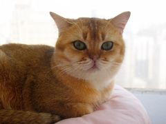-共舞时光猫咖·狗咖(新街口店)