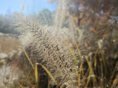 -野鸭湖国家湿地公园