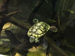 -迪拜水族馆及水下动物园