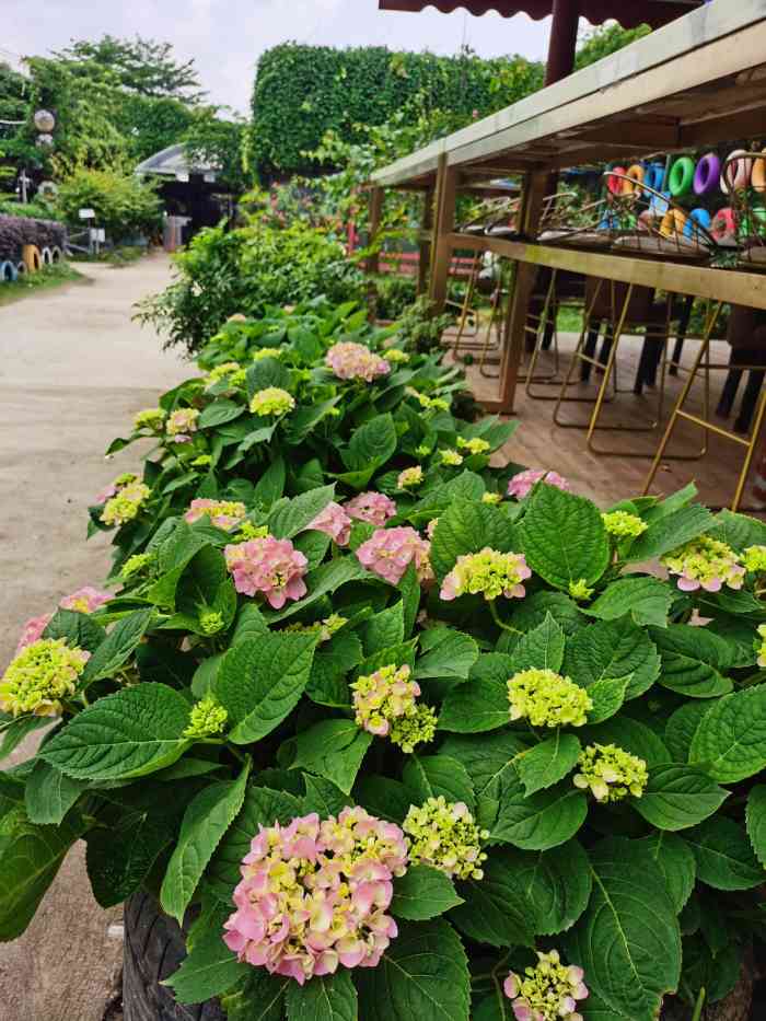 乐祈农场(番禺店)-"【位置】在番禺大道北,交通还是挺方便的,..."-大