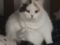 -四月宠物医院·猫专科·心脏专科·内科(转塘店)