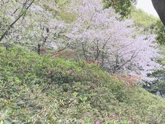 -苏州上方山国家森林公园