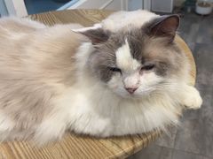 -楼上猫咖(罗湖店)