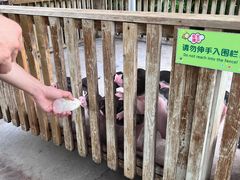 -广州长隆飞鸟乐园