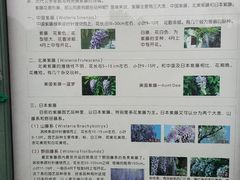 -嘉定紫藤园