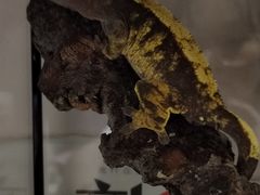 -酷以爬仙阁实体爬宠店·守宫·蜥蜴·专业繁育