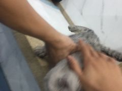 -伟伟宠物医院·CT影像中心·瑞派犬猫综合性门诊(汉口总院)