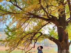 -千年银杏谷文化旅游区