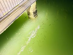 -金鸡湖景区