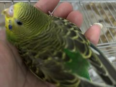 -立德异宠动物医院.兔鸟爬.内窥镜(天河店)
