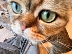 -有喵·猫咖·狗咖·30几只猫10只小狗(岗厦店)