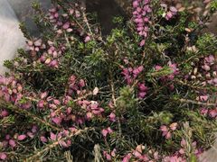 -双季花艺园艺市场(浦东店)