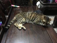 -尊宝比萨(中山八店)