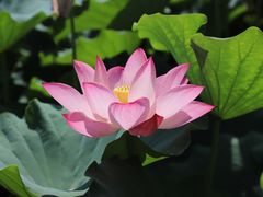 -莲花池公园