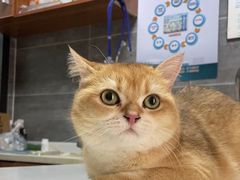 -美联众合宠物医院·爱萌分院·内外科·猫科中心