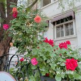 花都开好了，就等你来