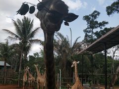 -海南热带野生动植物园