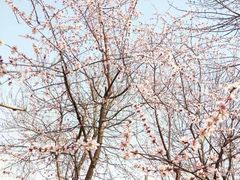-桃花堤公园