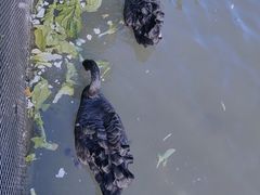 -五缘湾湿地公园