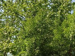 -羊亭河湿地公园