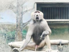 -成都动物园