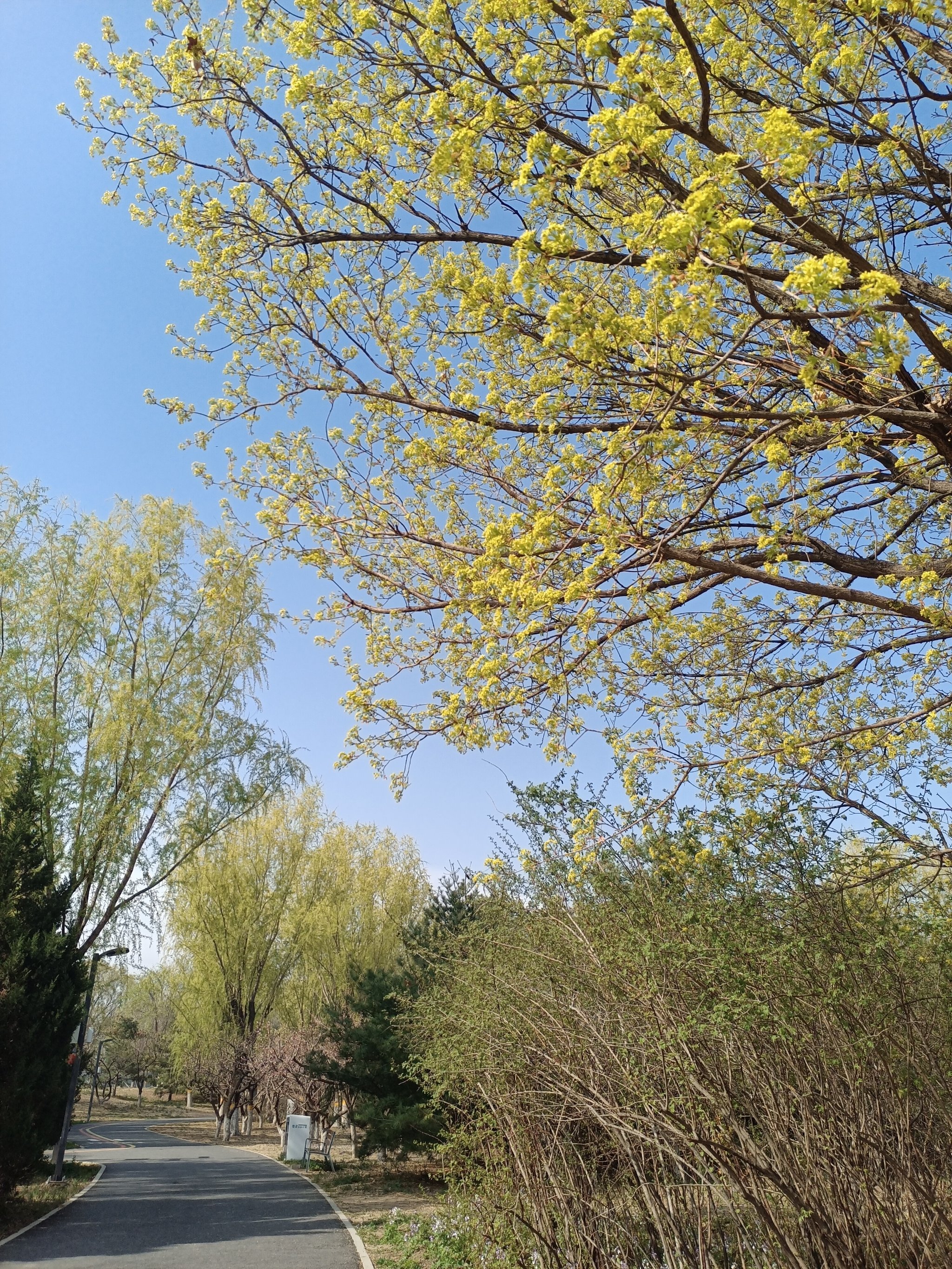 太平郊野公园图片