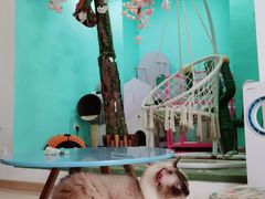 -猫在这儿猫咪咖啡馆·撸猫馆
