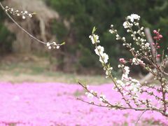 -棒棰岛宾馆景区