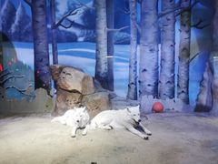 -芜湖新华联大白鲸海洋公园