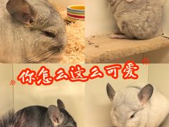 -龙猫仔乐园(惠福东路店)